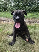 Olivia, a female American Bulldog for sale in Carey, OH – 1 of 10