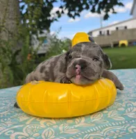 Marshall, a male Olde English Bulldogge for sale in Carey, OH – 2 of 5