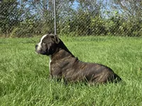 Henry, a male Olde English Bulldogge for sale in Carey, OH – 2 of 9