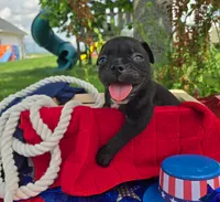 Woody, a male Olde English Bulldogge for sale in Carey, OH – 2 of 5