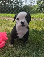Margaret, a male Olde English Bulldogge for sale in Carey, OH – 3 of 4