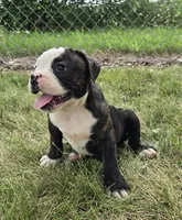 Alice, a male Olde English Bulldogge for sale in Carey, OH – 7 of 10