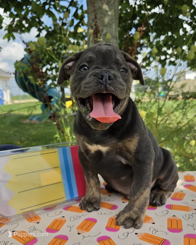 Porter – Olde English Bulldogge puppy for sale in Carey, OH