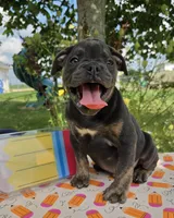 Porter, a male Olde English Bulldogge for sale in Carey, OH – 2 of 10