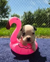 Bopeep, a female Olde English Bulldogge for sale in Carey, OH – 1 of 9