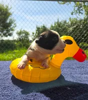 Forky, a male Olde English Bulldogge for sale in Carey, OH – 4 of 8
