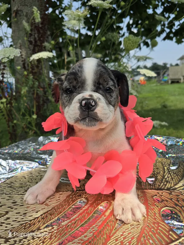 Liberty – Olde English Bulldogge puppy for sale in Carey, OH