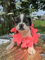 Liberty, a female Olde English Bulldogge for sale in Carey, OH – 1 of 10