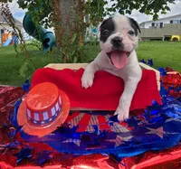 Bonnie, a female Olde English Bulldogge for sale in Carey, OH – 3 of 10