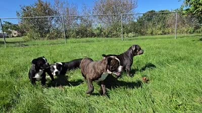 Henry, a male Olde English Bulldogge for sale in Carey, OH – 9 of 9