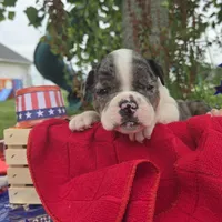 Liberty, a female Olde English Bulldogge for sale in Carey, OH – 9 of 10