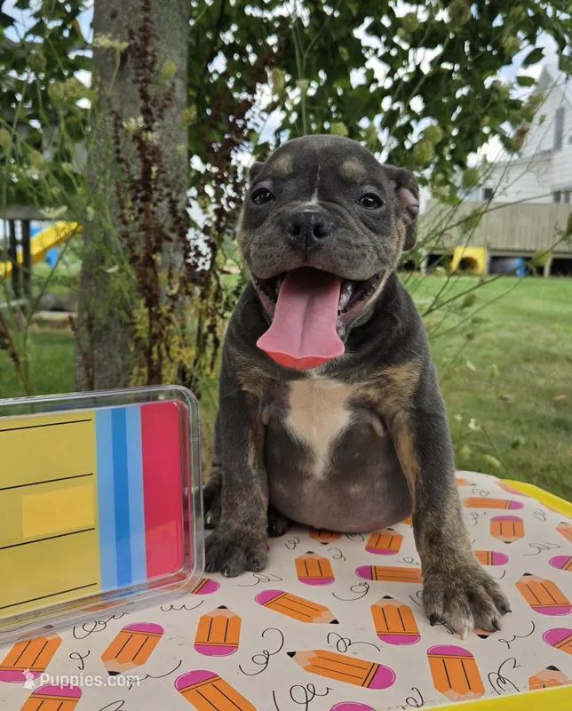 Ryder – Olde English Bulldogge puppy for sale in Carey, OH