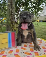 Ryder, a male Olde English Bulldogge for sale in Carey, OH – 2 of 10