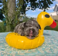 Marshall, a male Olde English Bulldogge for sale in Carey, OH – 3 of 5