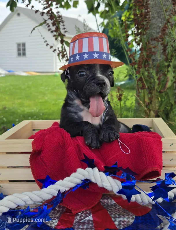 Trixie – Olde English Bulldogge puppy for sale in Carey, OH