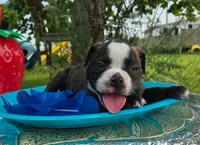 Henry, a male Olde English Bulldogge for sale in Carey, OH – 4 of 6