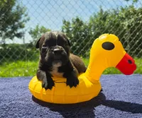 Buzz, a male Olde English Bulldogge for sale in Carey, OH – 4 of 6