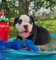 James, a male Olde English Bulldogge for sale in Carey, OH – 3 of 7