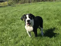 Margaret, a female Olde English Bulldogge for sale in Carey, OH – 3 of 10