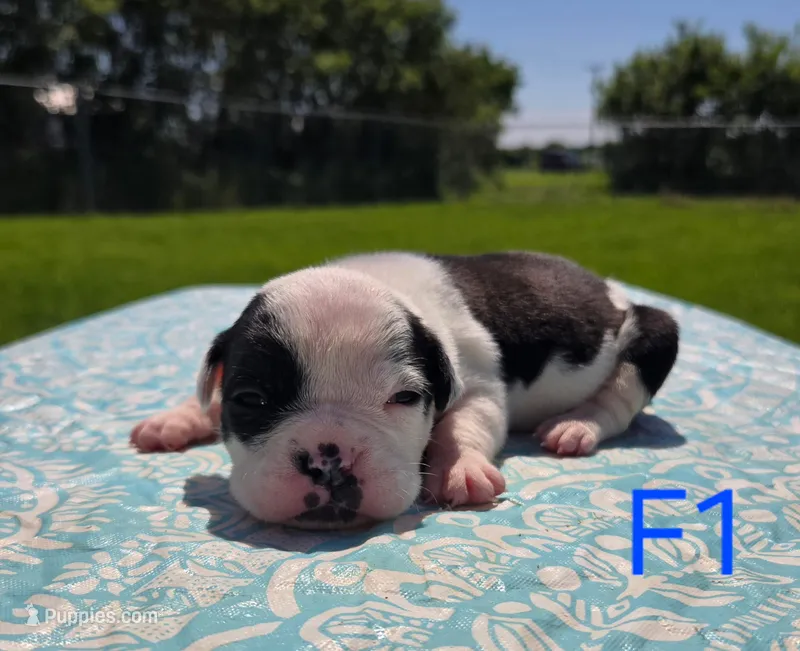 Bonnie – Olde English Bulldogge puppy for sale in Carey, OH