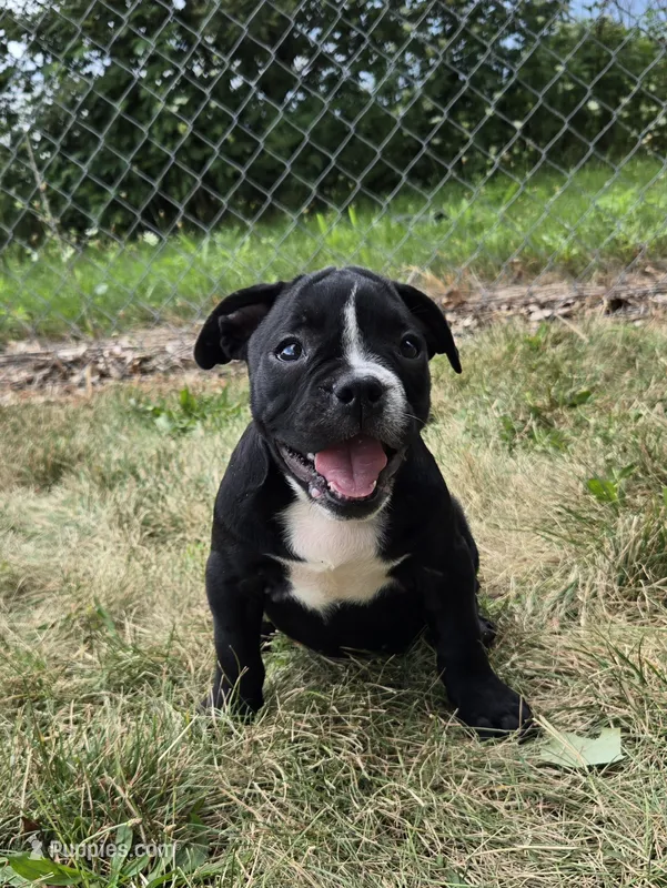 Trixie – Olde English Bulldogge puppy for sale in Carey, OH