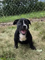 Trixie, a female Olde English Bulldogge for sale in Carey, OH – 1 of 10