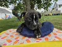 Olivia, a female American Bulldog for sale in Carey, OH – 3 of 10