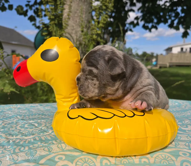 Chase – Olde English Bulldogge puppy for sale in Carey, OH