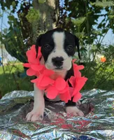 Alice, a male Olde English Bulldogge for sale in Carey, OH – 2 of 6
