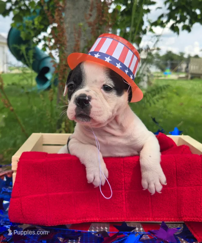 Bonnie – Olde English Bulldogge puppy for sale in Carey, OH