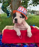 Bonnie, a female Olde English Bulldogge for sale in Carey, OH – 4 of 10