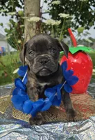 Porter, a male Olde English Bulldogge for sale in Carey, OH – 1 of 10