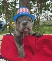Zuma, a male Olde English Bulldogge for sale in Carey, OH – 6 of 10