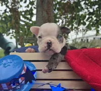 Rocky, a male Olde English Bulldogge for sale in Carey, OH – 7 of 10
