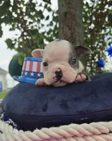 Rocky, a male Olde English Bulldogge for sale in Carey, OH – 6 of 10