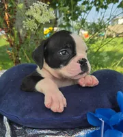 Joey, a male Olde English Bulldogge for sale in Carey, OH – 4 of 7