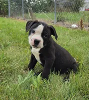 Gunther, a male American Bulldog for sale in Carey, OH – 7 of 9