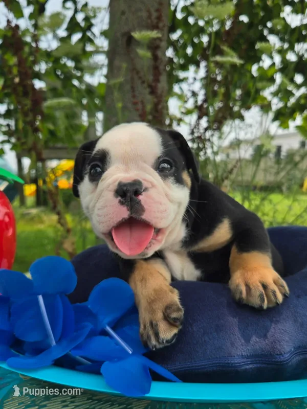 James – Olde English Bulldogge puppy for sale in Carey, OH