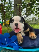 James, a male Olde English Bulldogge for sale in Carey, OH – 1 of 7