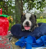 Henry, a male Olde English Bulldogge for sale in Carey, OH – 1 of 6