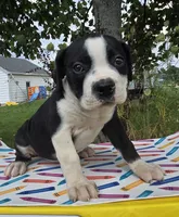 Margaret, a female Olde English Bulldogge for sale in Carey, OH – 3 of 10