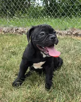 Woody, a male Olde English Bulldogge for sale in Carey, OH – 4 of 10