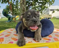 Ryder, a male Olde English Bulldogge for sale in Carey, OH – 5 of 10
