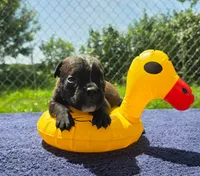 Buzz, a male Olde English Bulldogge for sale in Carey, OH – 3 of 6
