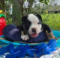 Ed, a male Olde English Bulldogge for sale in Carey, OH – 6 of 7