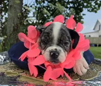 Liberty, a female Olde English Bulldogge for sale in Carey, OH – 5 of 10