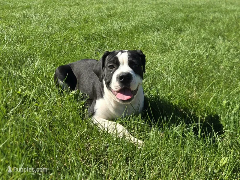Margaret – Olde English Bulldogge puppy for sale in Carey, OH
