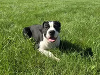 Margaret, a female Olde English Bulldogge for sale in Carey, OH – 1 of 10