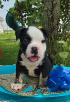Ed, a male Olde English Bulldogge for sale in Carey, OH – 3 of 7