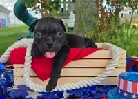Woody, a male Olde English Bulldogge for sale in Carey, OH – 3 of 5